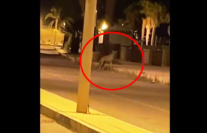 lupo melito porto salvo