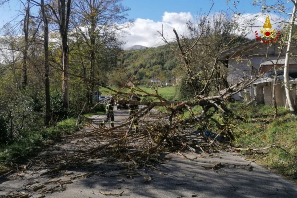 maltempo vento albero caduto