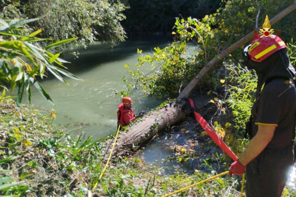 maltempo vento albero caduto