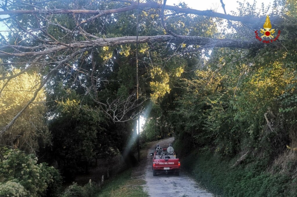 maltempo vento albero caduto