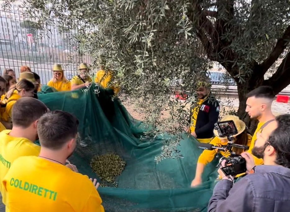 olive raccolta coldiretti