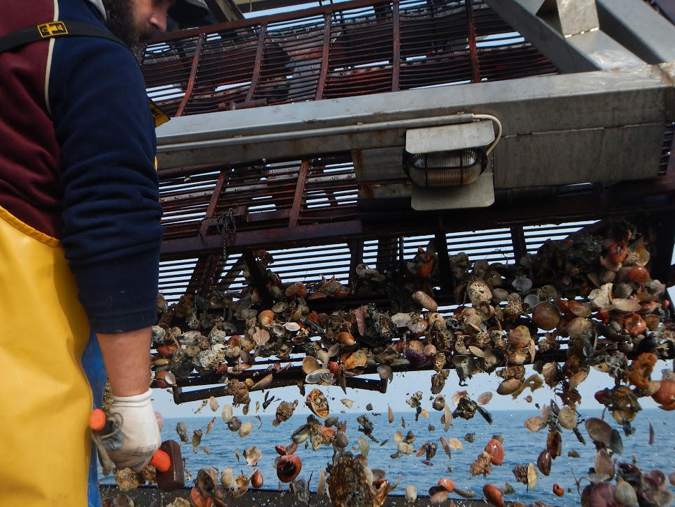 pesca molluschi golfo trieste