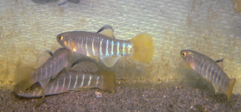 pesci aphanius fasciatus
