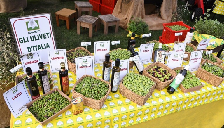 raccolta olive Uliveti d'Italia