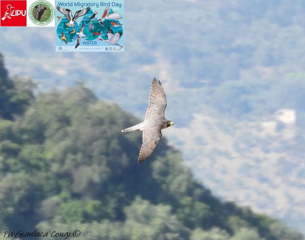 sila uccelli