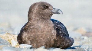 stercorario antartico
