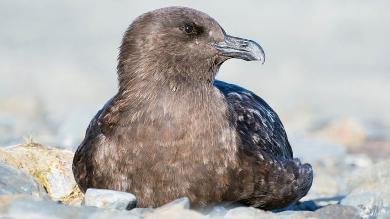 stercorario antartico
