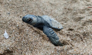 tartarughe marine caretta caretta infezioni fungine
