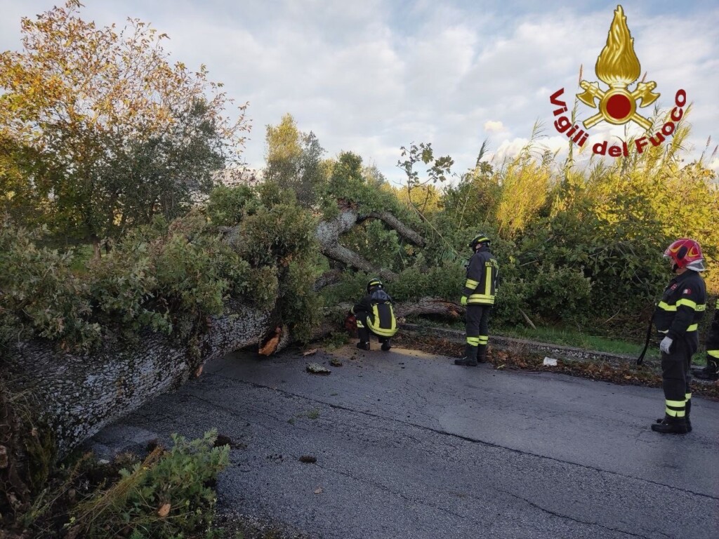 vento albero isernia