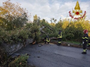 vento albero isernia