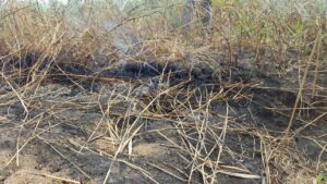 Incendi torbiere