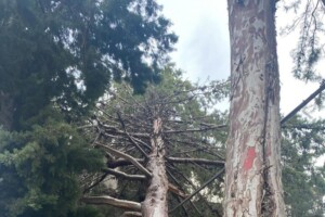 albero caduto maltempo