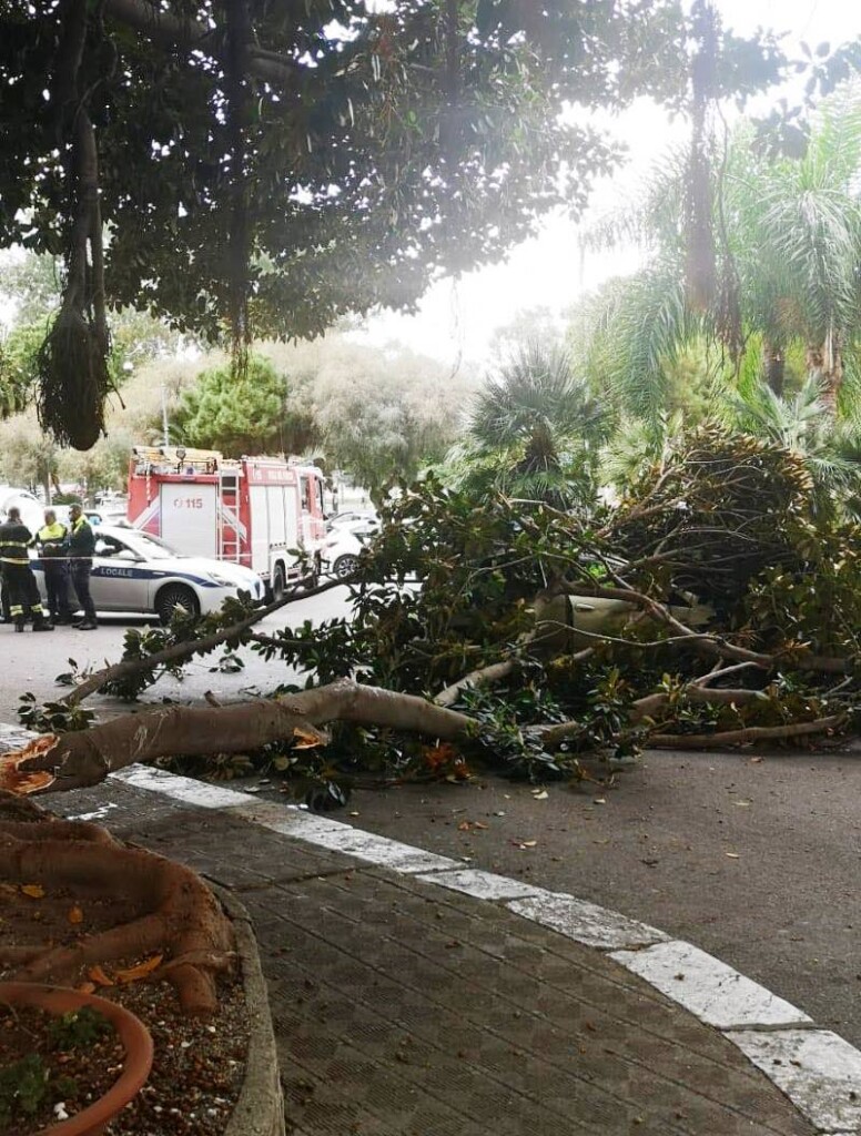 albero caduto reggio calabria