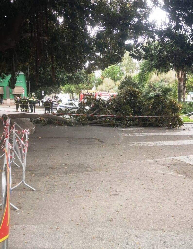 albero caduto reggio calabria