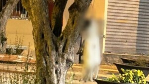 cani impiccati sardegna