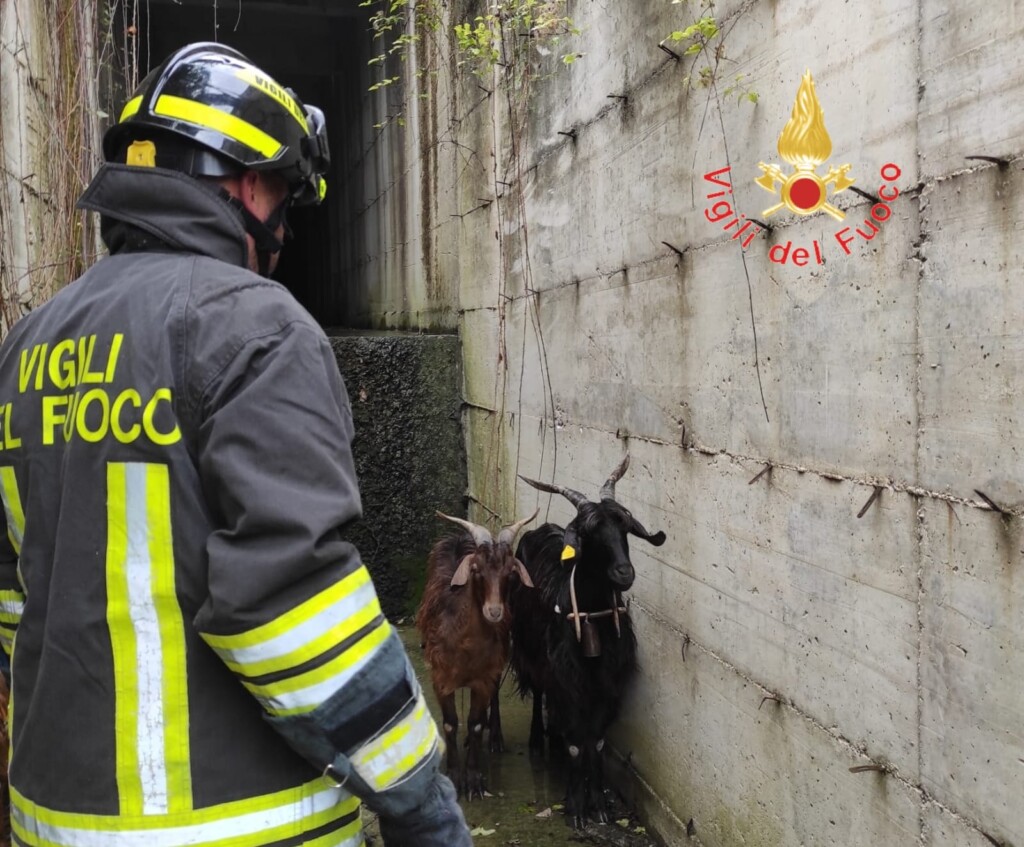 capre catanzaro vigili del fuoco