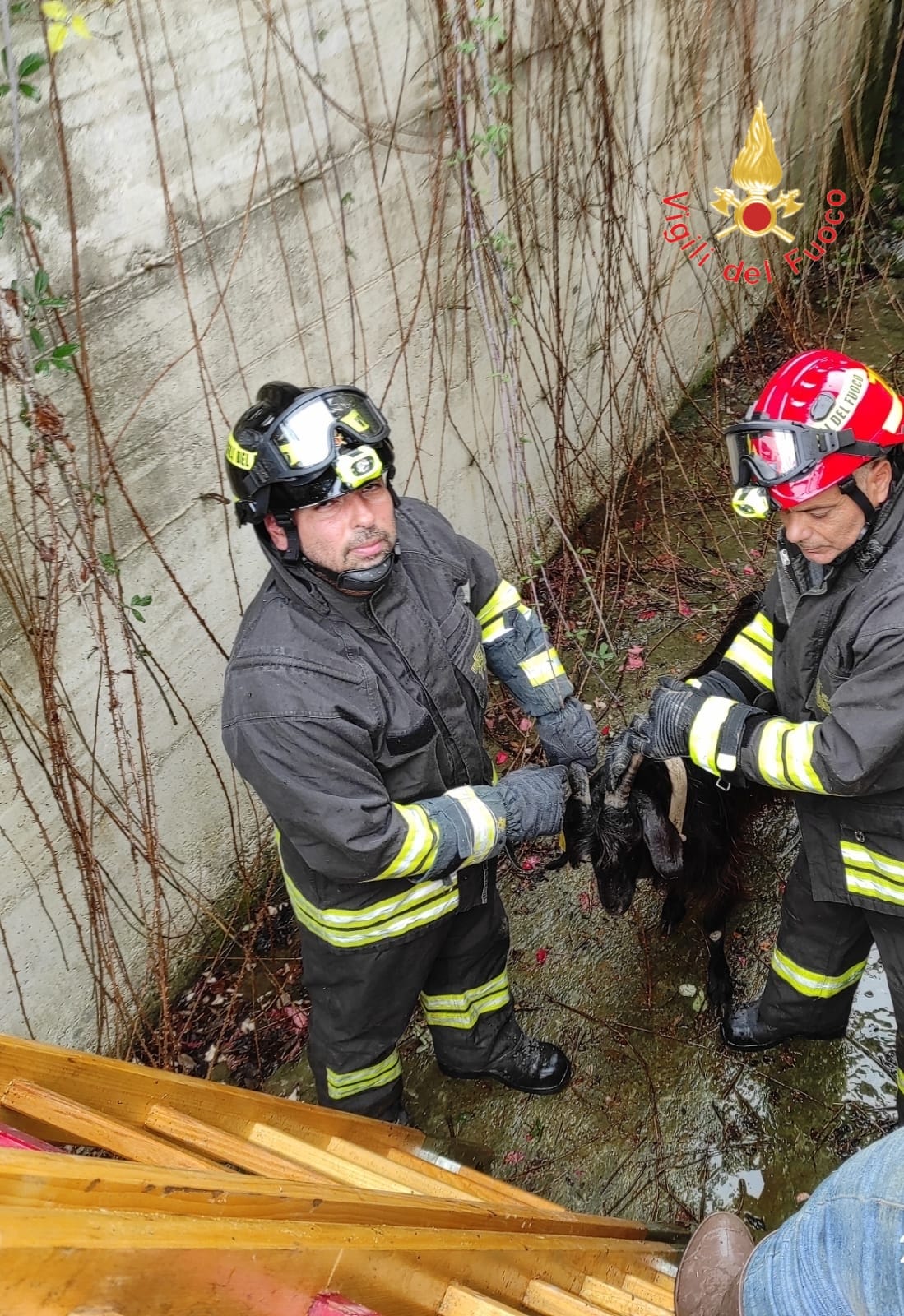 capre catanzaro vigili del fuoco