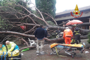 crollo albero montecatini