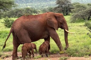 elefantessa gemelli kenya