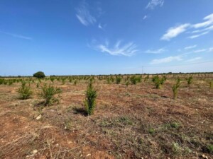 foresta plastic free