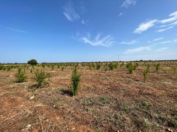 foresta plastic free