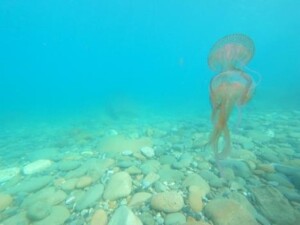 medusa Pelagia noctiluca