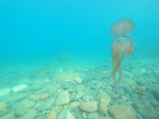medusa Pelagia noctiluca