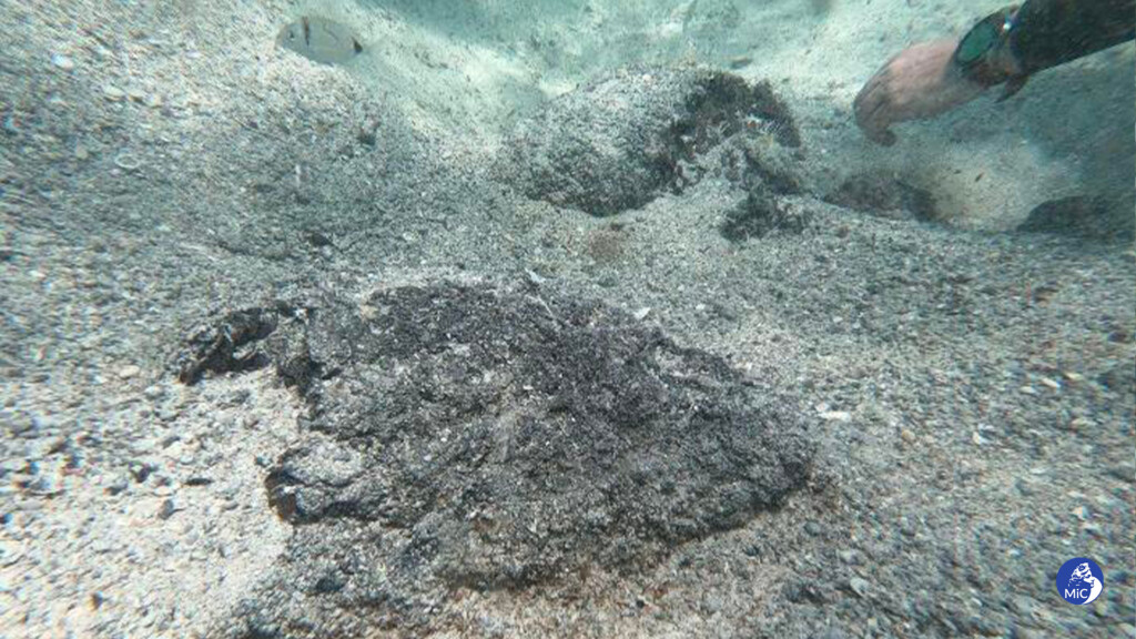 monete sardegna