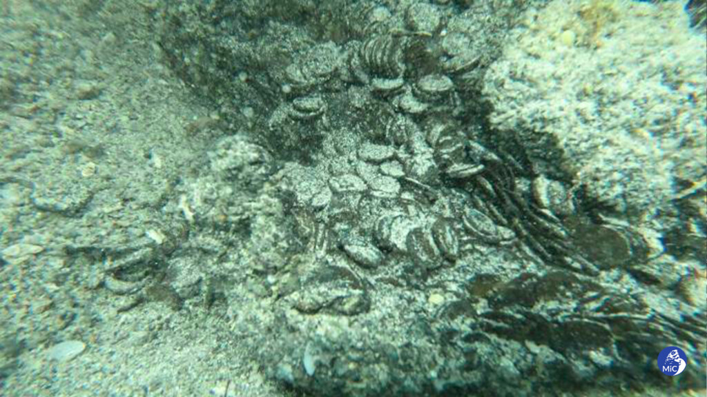 monete sardegna