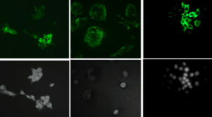 nanoplastiche