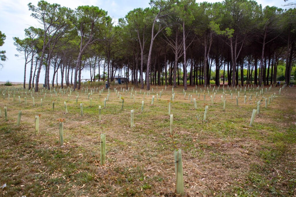 parco italia alberi