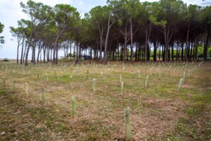 parco italia alberi