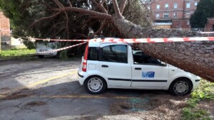 pino auto lucca