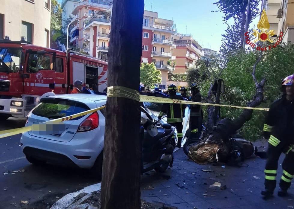 vento forte oggi albero roma