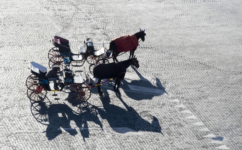 cavalli carrozza