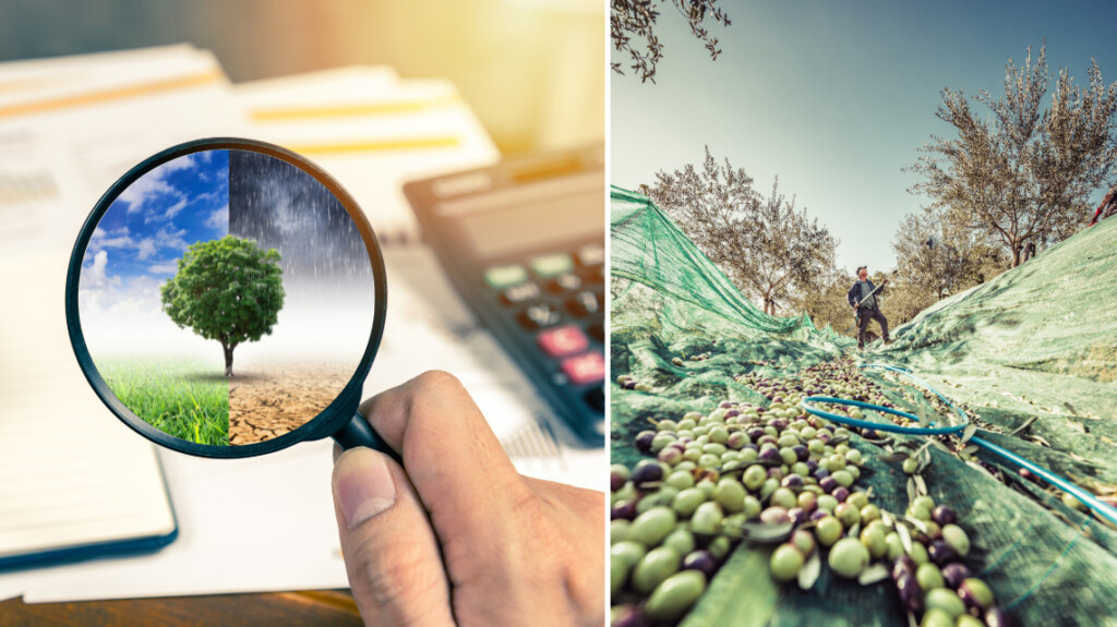 enea sistema previsione raccolta olive