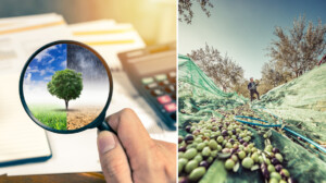 enea sistema previsione raccolta olive