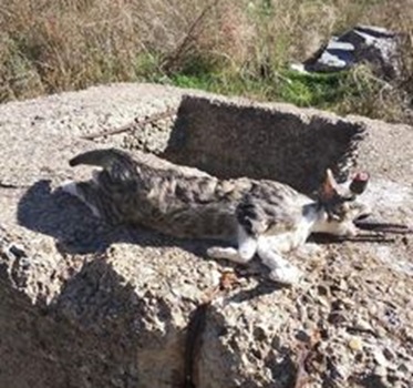 gatto torturato mazzarino