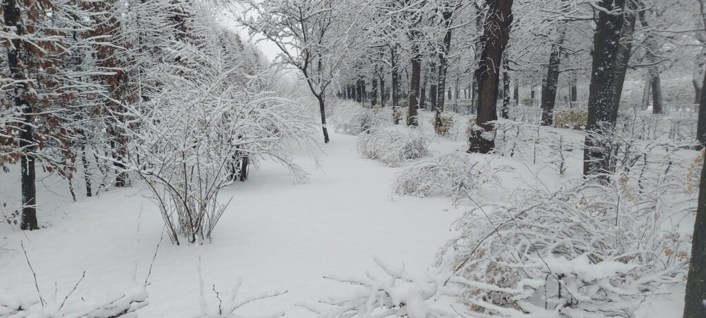 neve vienna