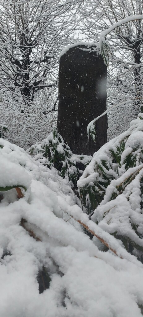 neve vienna
