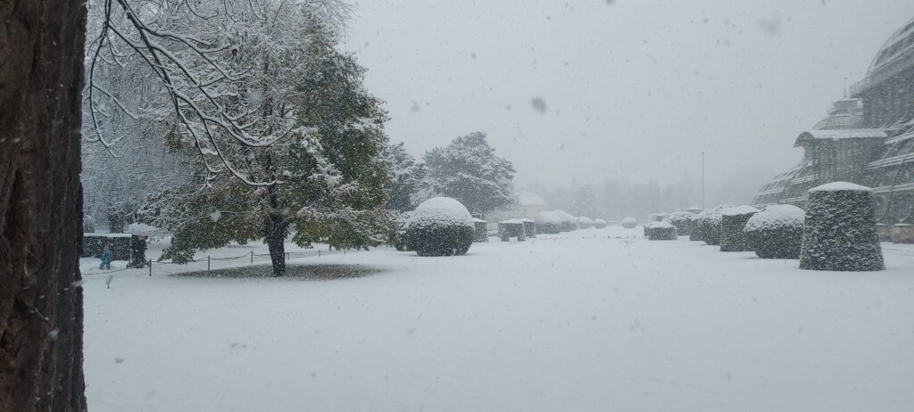neve vienna