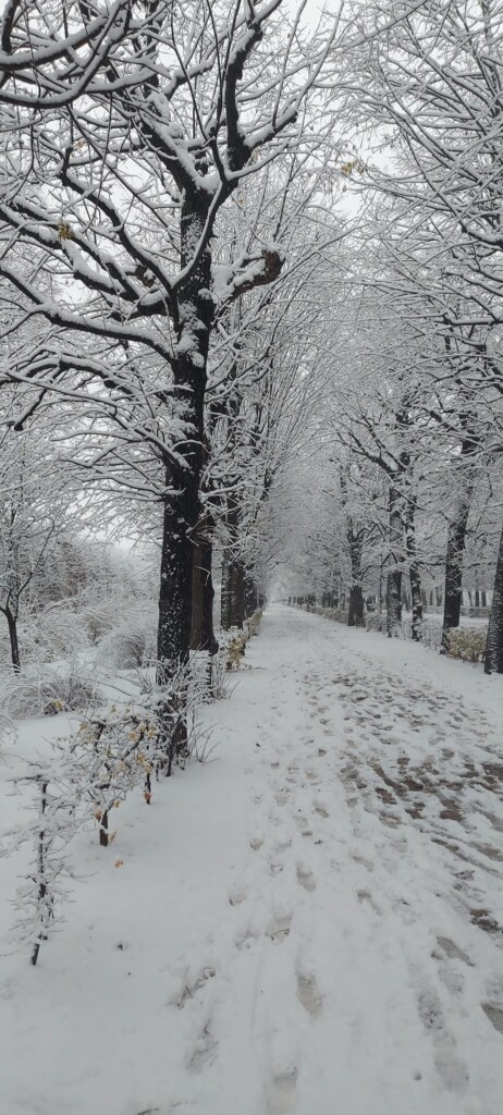 neve vienna