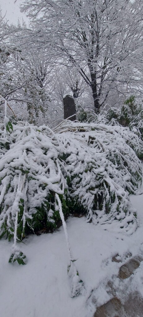 neve vienna