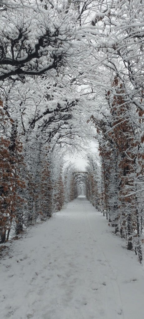 neve vienna