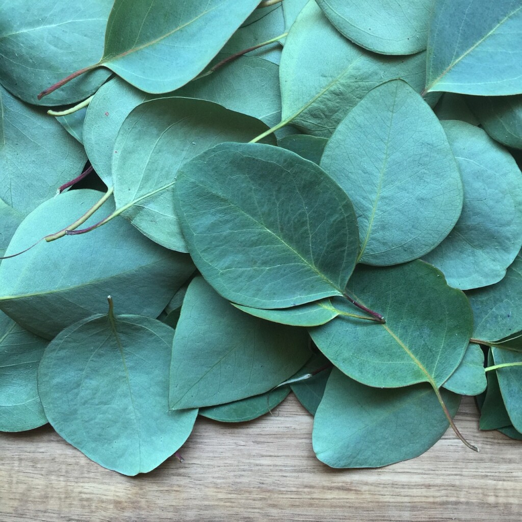 olio essenziale eucalipto