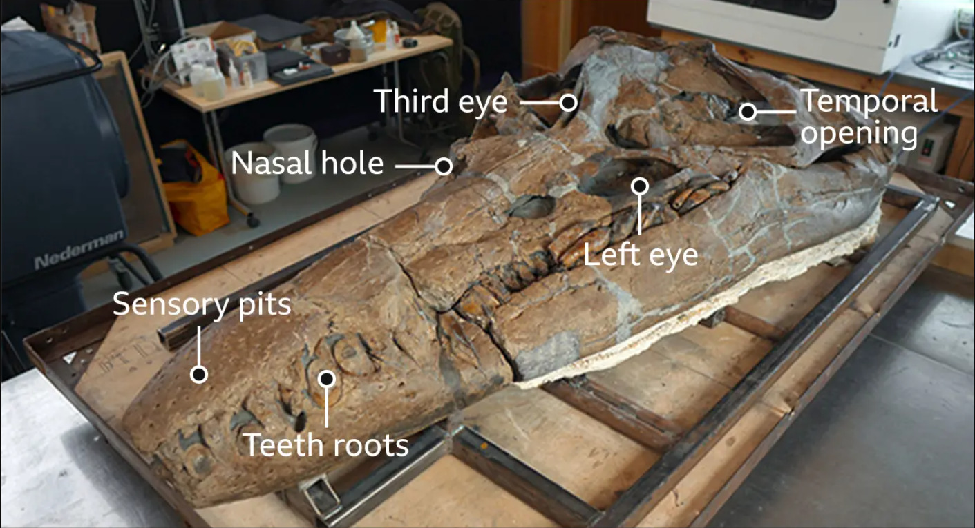pliosauro dorset