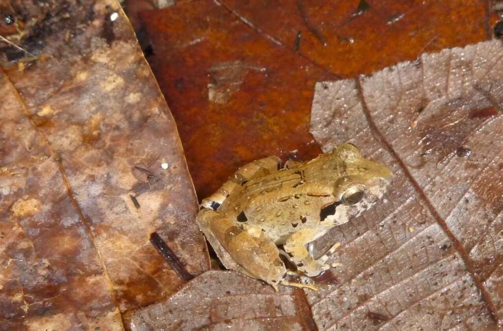 rana Limnonectes phyllofolia