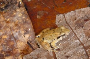 rana Limnonectes phyllofolia