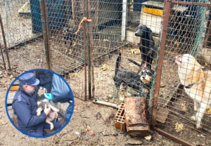 sequestro cani milano