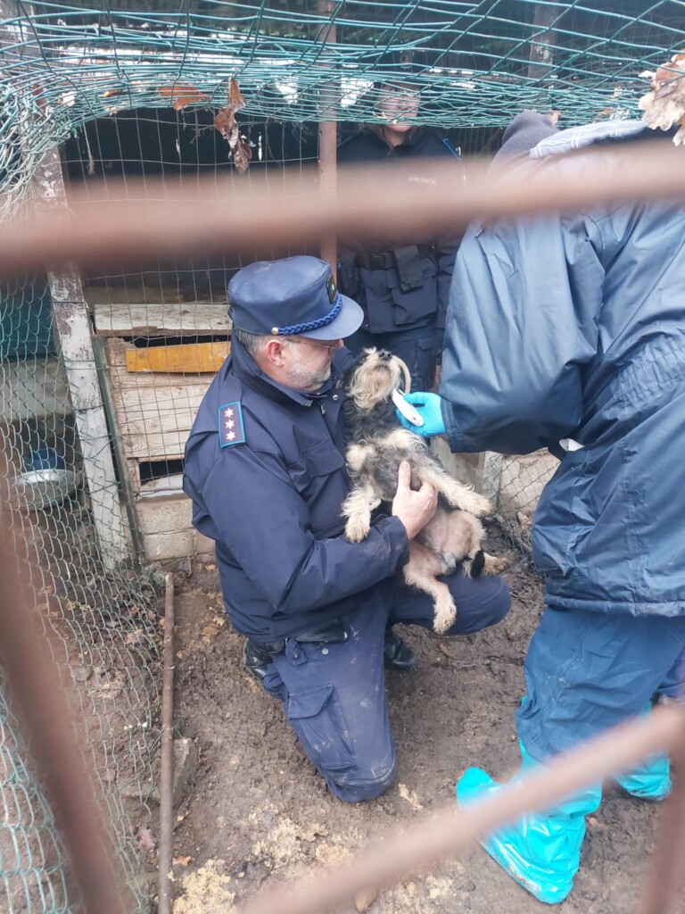 sequestro cani milano